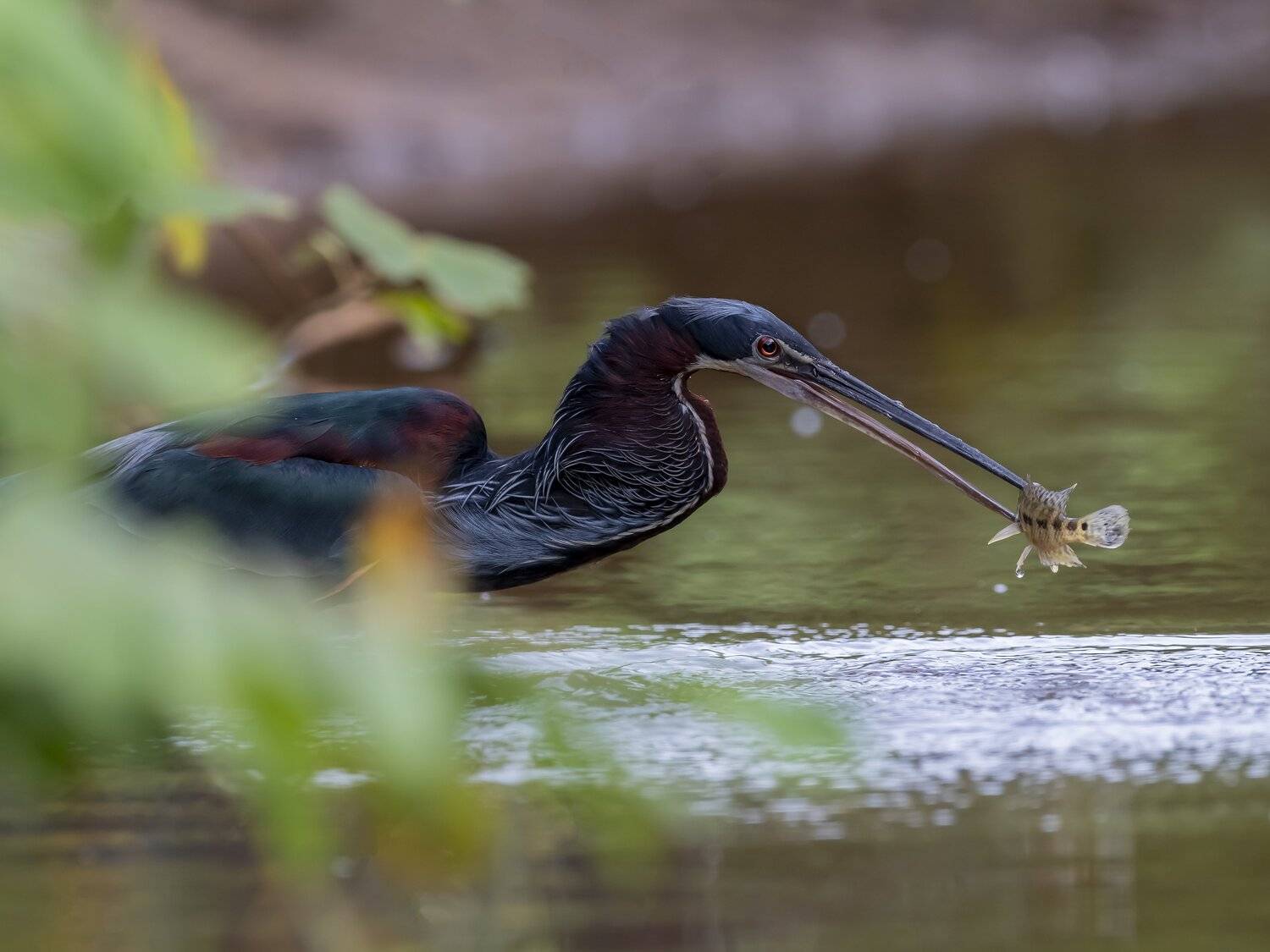, Fernando Burgalin Sequeira