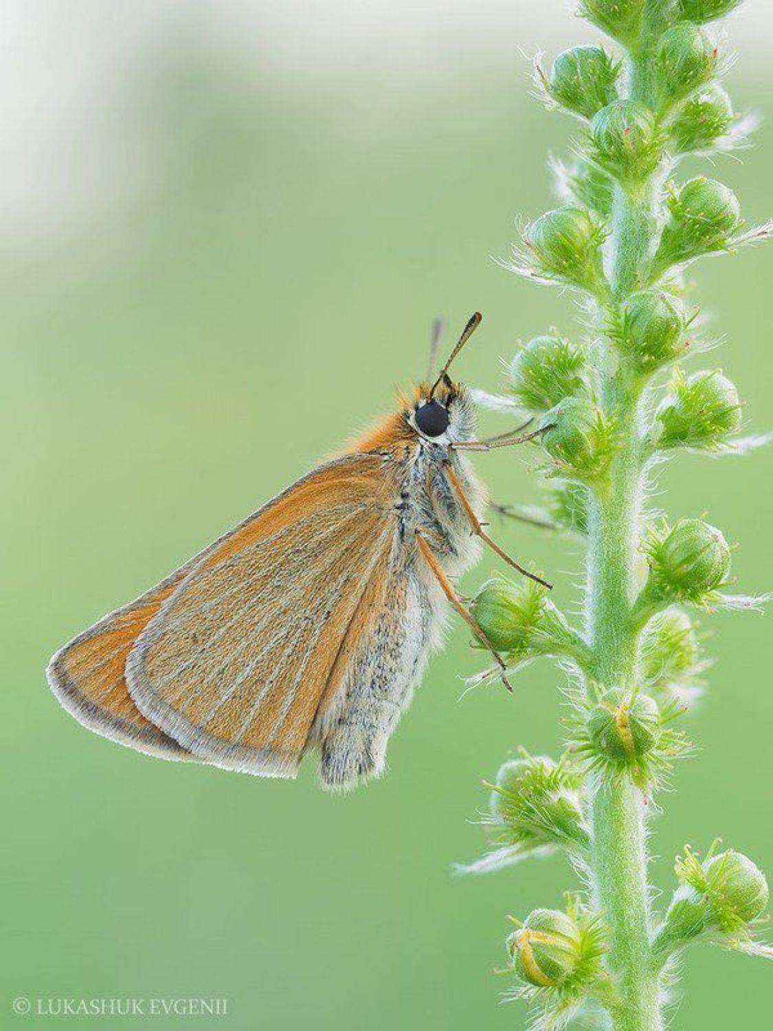 , Евгений Лукашук