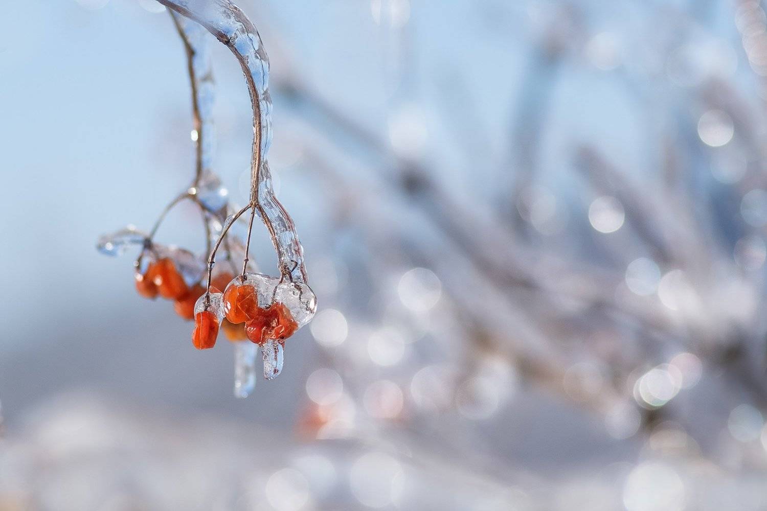 , Шинкарева Елена