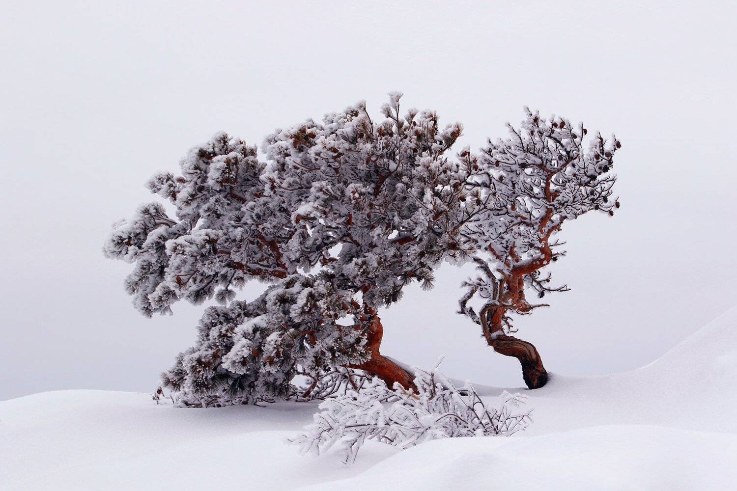 зима,горы,вершины,пейзаж,небо,деревья,дагестан,природа, Marat Magov