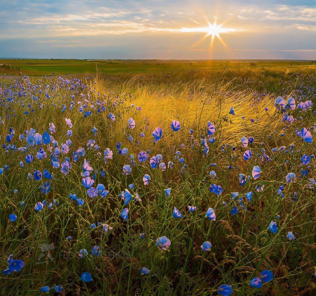Ставропольский край, Ставрополье, поле, лён австралийский, цветы, синий, лён, степь, ковыль, рассвет, солнце, в лучах, степное, , Лашков Фёдор