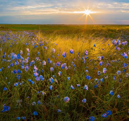 Тепло весны на рассвете