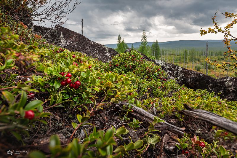 Дары Якутии фото превью