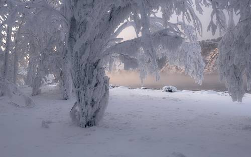 Сибирская пальма.