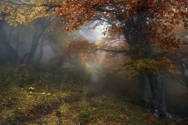 Осенняя сказка фото превью