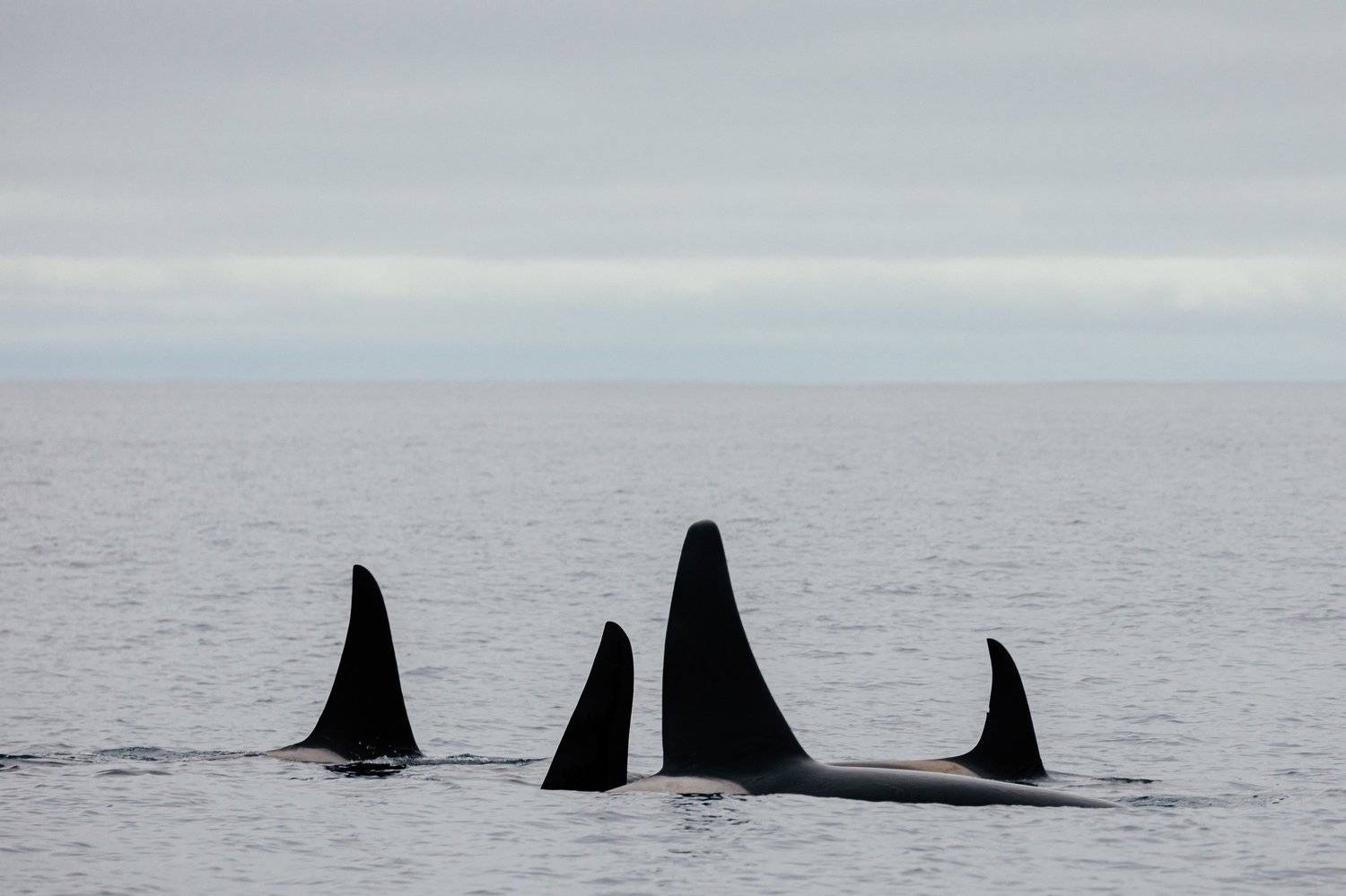 плавники, косатки, млекопитающие, животные россии, Евгения Кирпиченкова (Клипп)