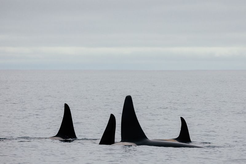 плавники, косатки, млекопитающие, животные россии Косатки фото превью