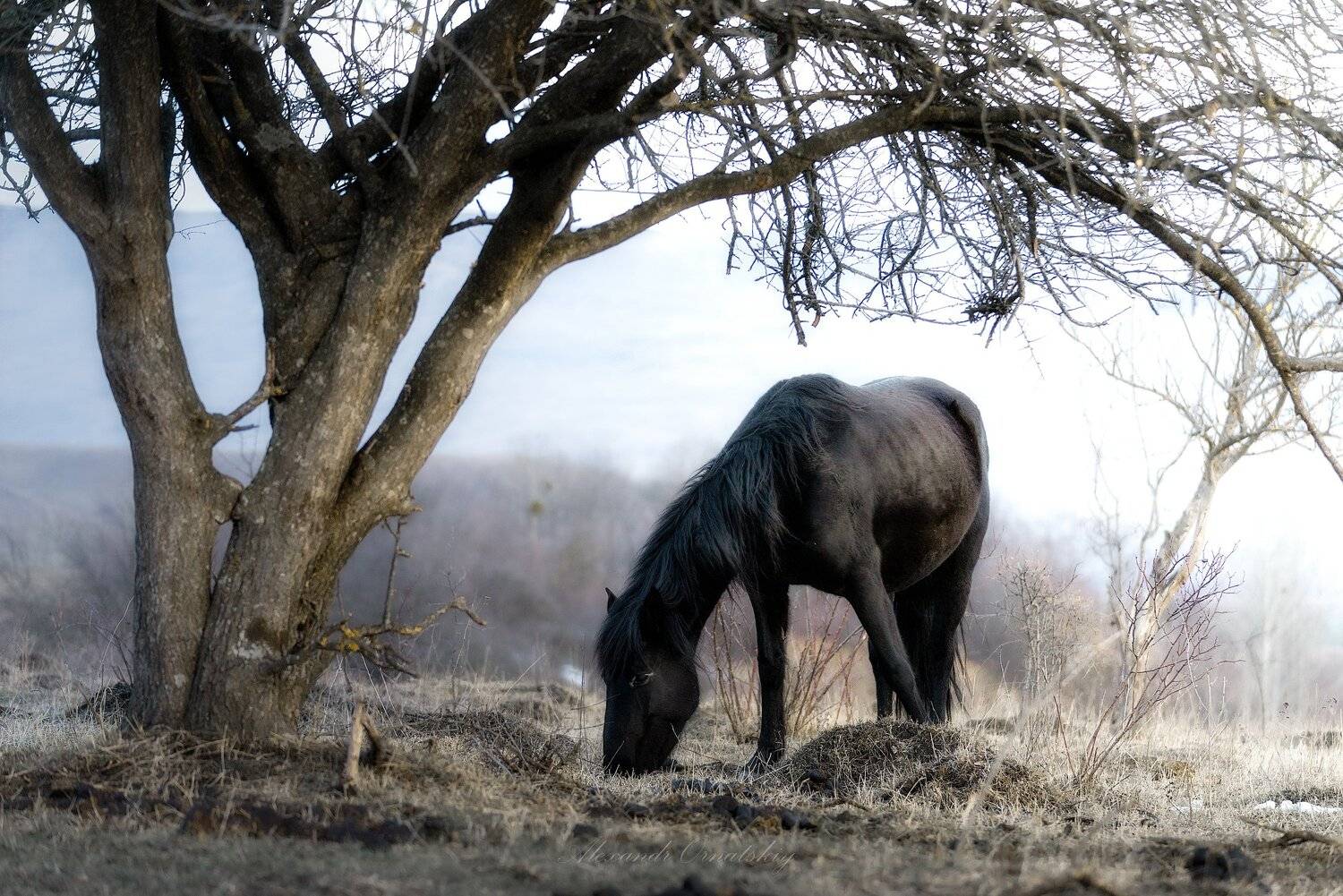 , Александр Орнатский