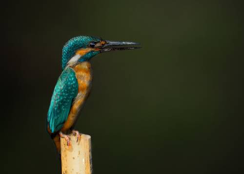 Common Kingfisher