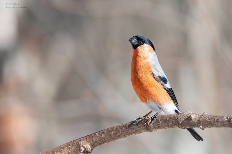 снегирь, птицы, фотоохота Краснопузый фото превью