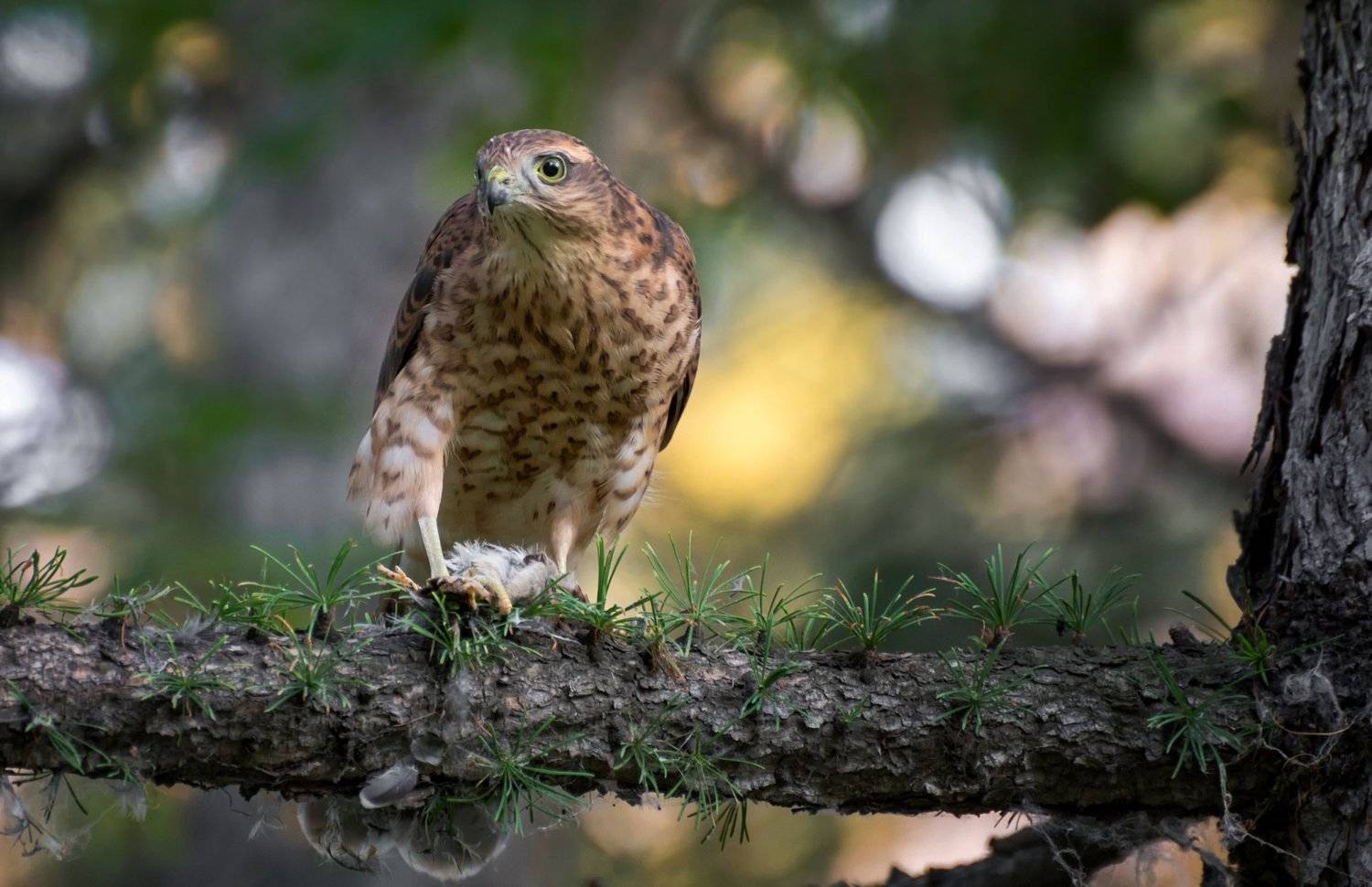 птица, ястреб, охотник,, Марина Мочалова