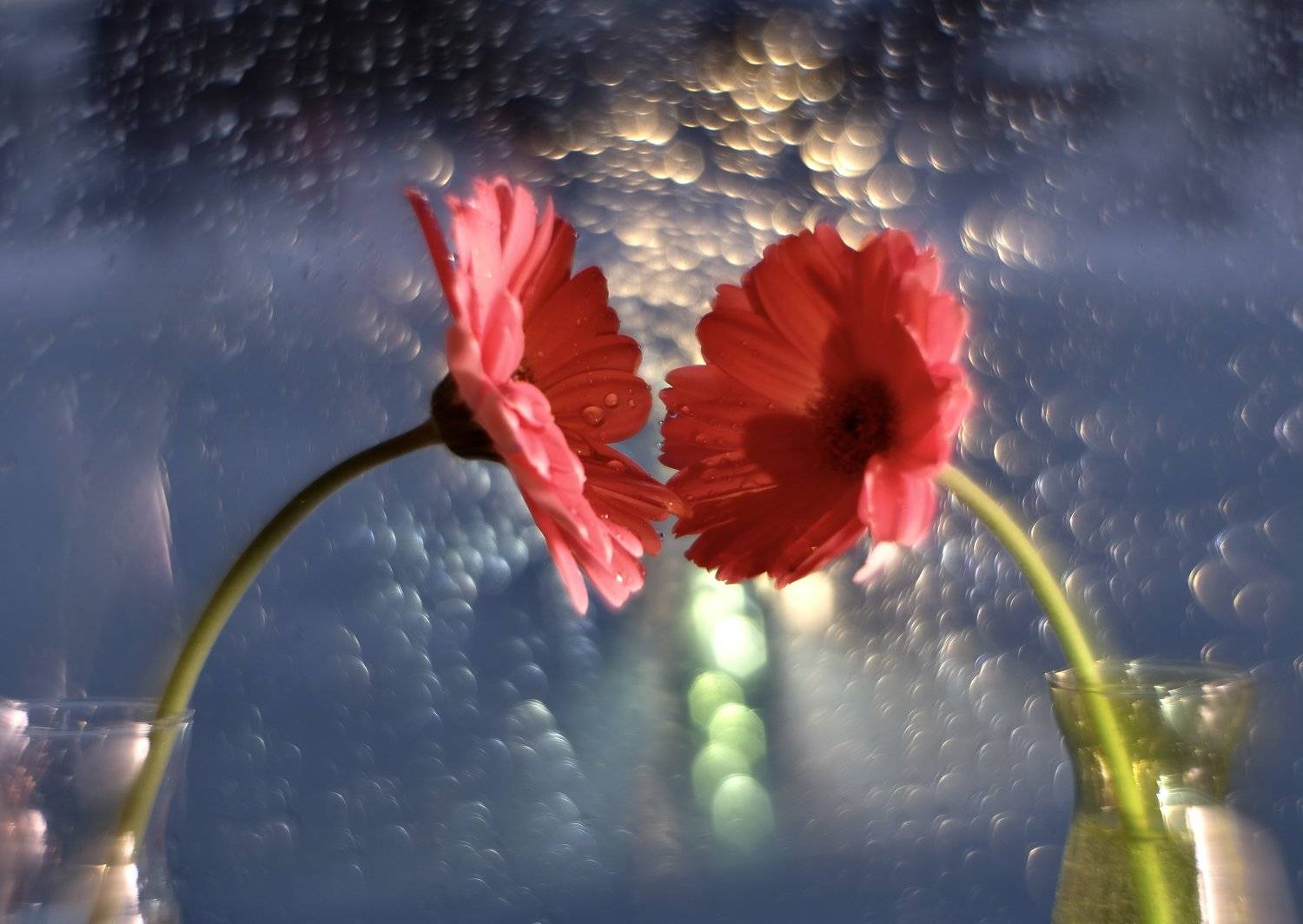 Macro, flowers, flora, red, bokeh, light, helios, marigold, colors, nature, water drops, , Svetlana Povarova Ree