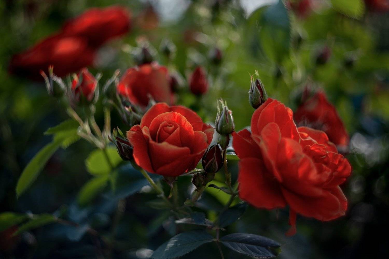 , Айвар Удрис