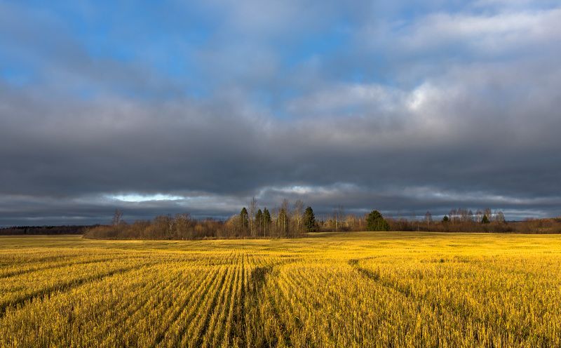 поздняя осень, природа, свет, пейзаж Осенний этюд фото превью