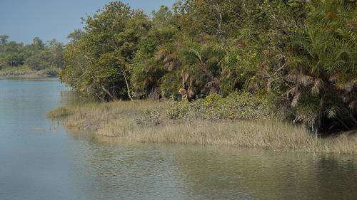 Sunderbans - Where humans are not the apex predator