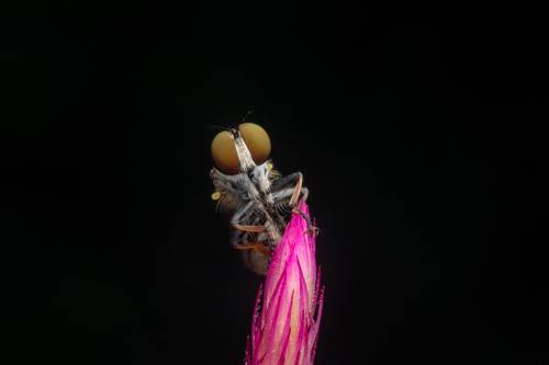 Robberfly