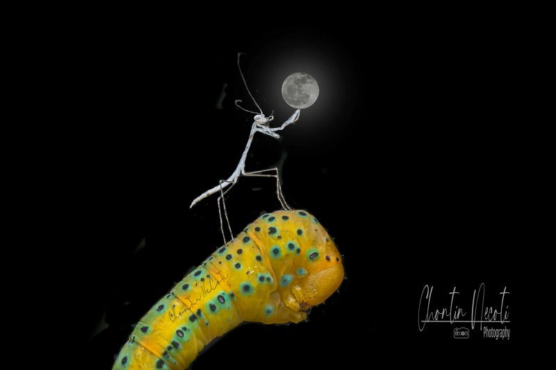 bug, mantis, moon, black, dark, beauty, beautiful, night, macro, insect, animals, light, focus, garden, nature Mantis and bug in the garden фото превью