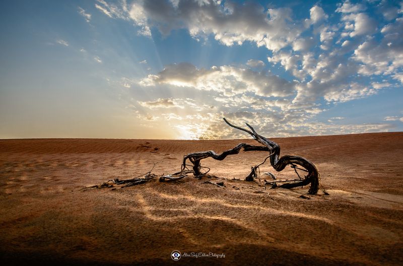 a day in the desert фото превью