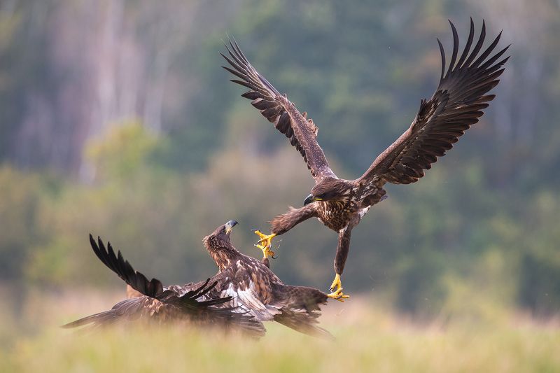 Eagle fight фото превью