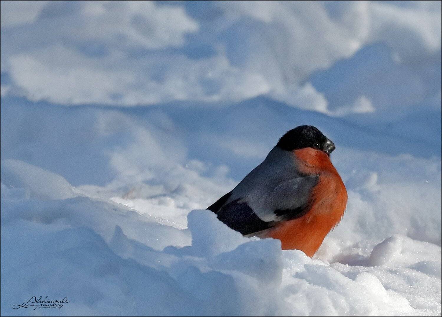 , Александр Леснянский