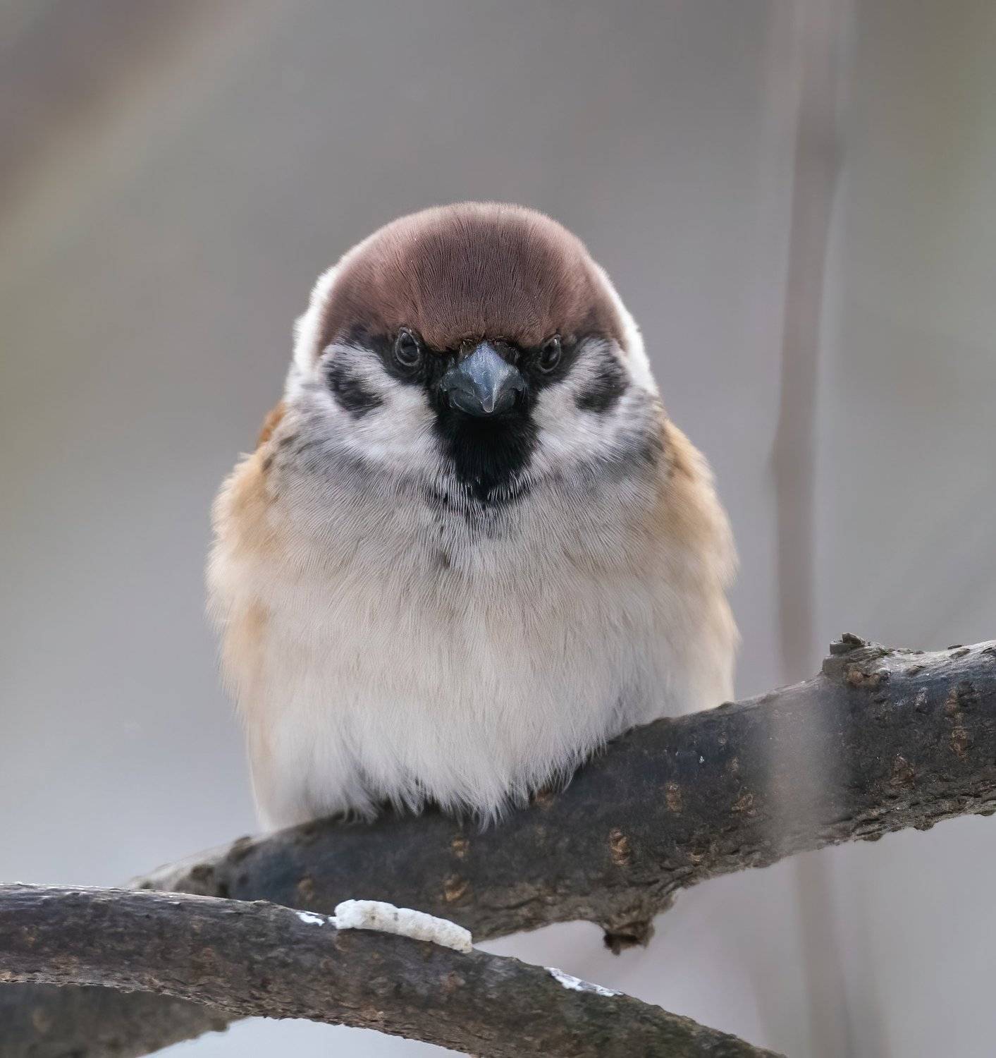 , Константин Дэм