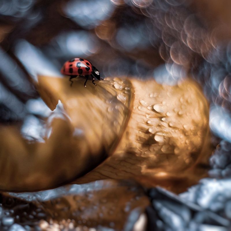 * фото превью