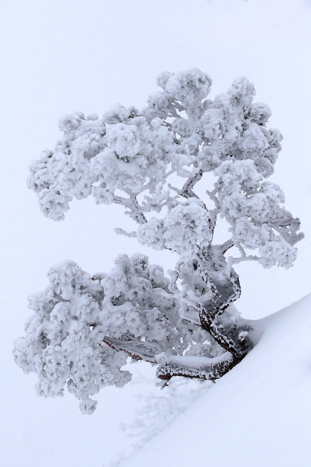 зима,горы,вершины,пейзаж,небо,деревья,дагестан,природа, Marat Magov