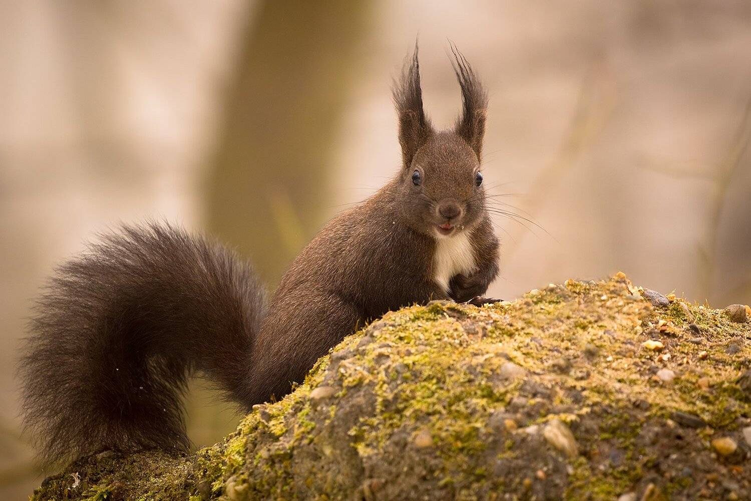 , Robert Adamec
