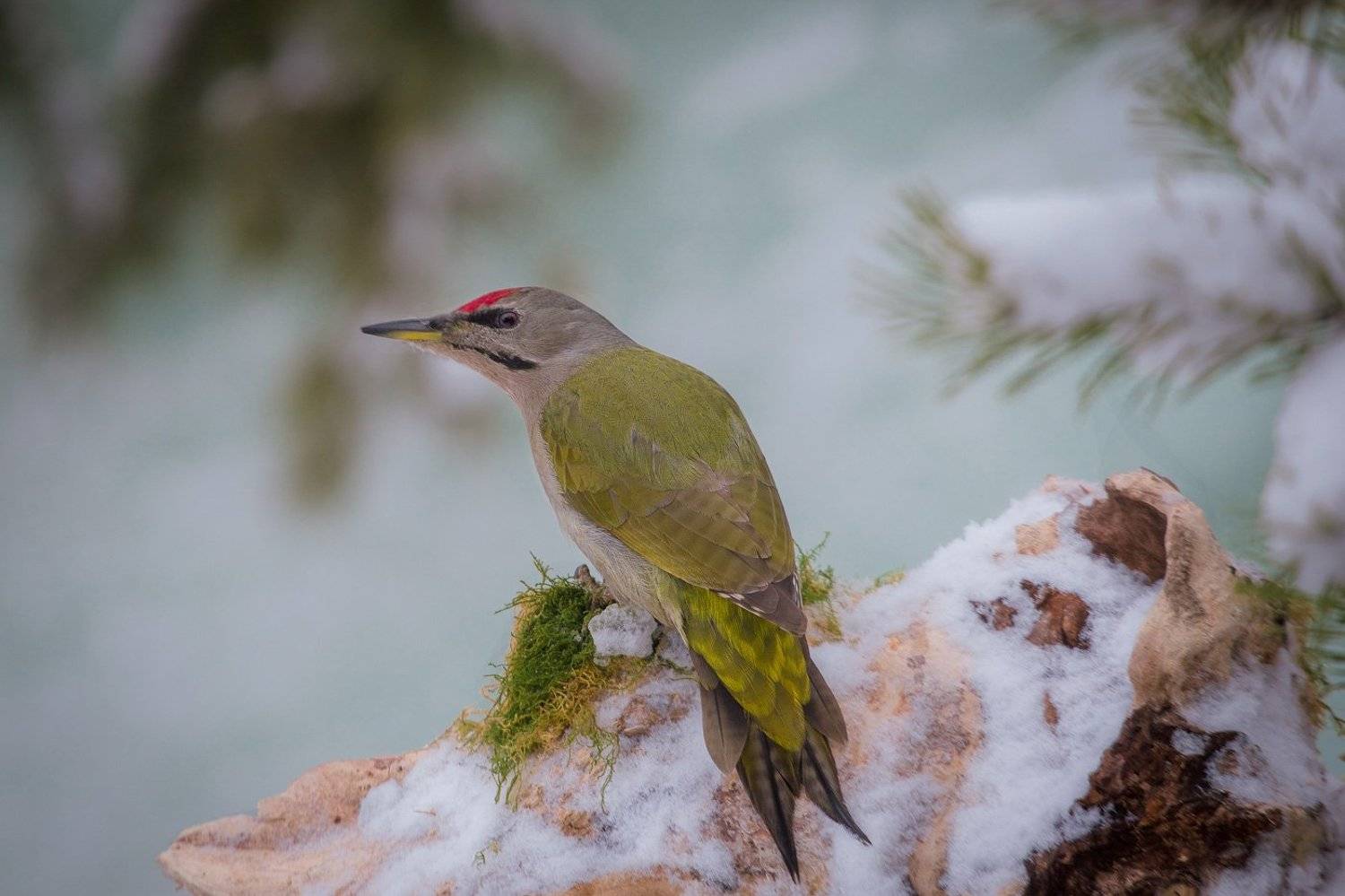 birds, picus canus, wildlife, птицы, дятел, седой, Алексей Юденков