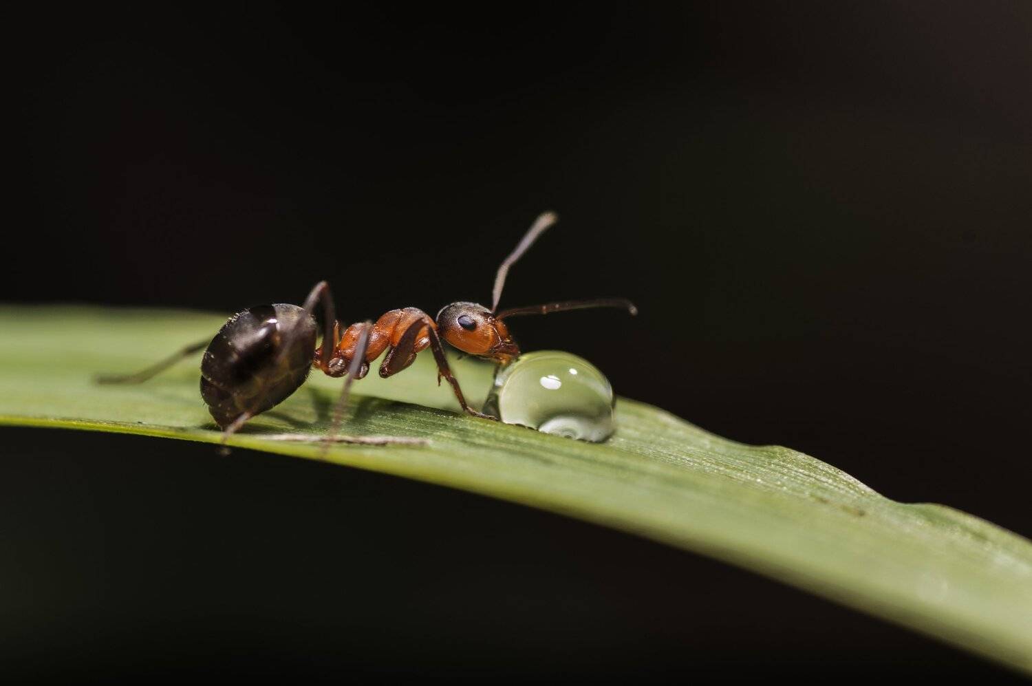 , Максим Вышарь