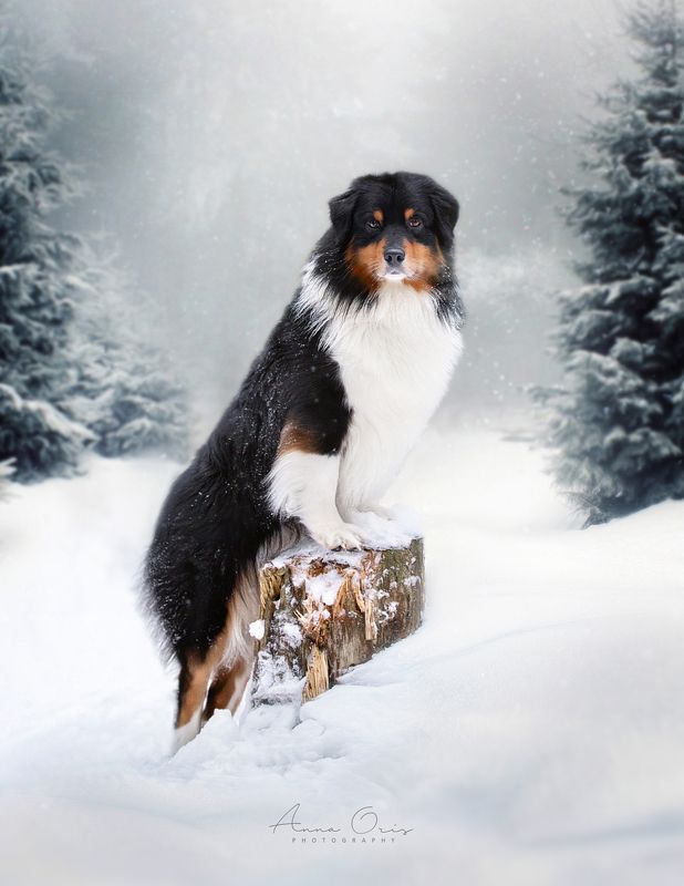 The Chronicles of Narnia фото превью