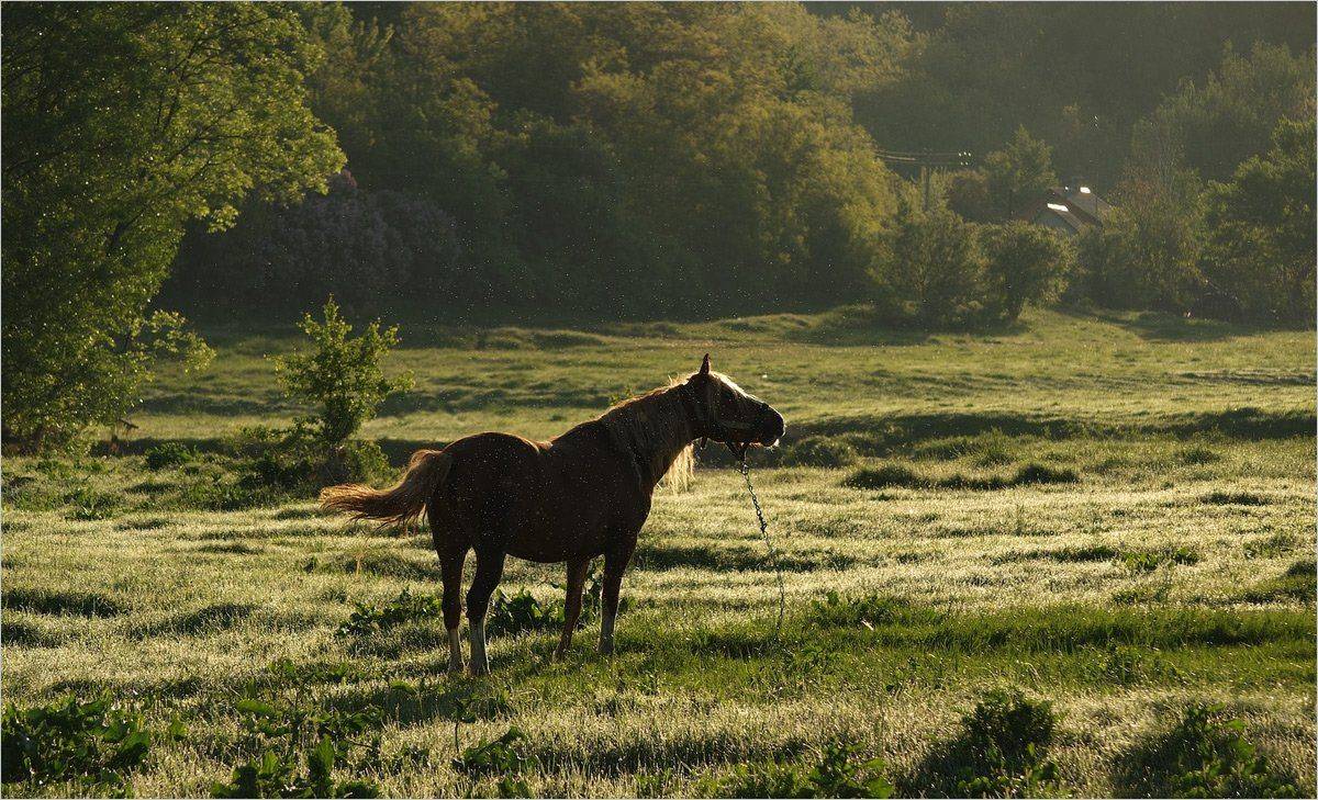 , Николай Шахманцир