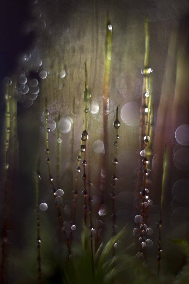 , Иваненко Светлана