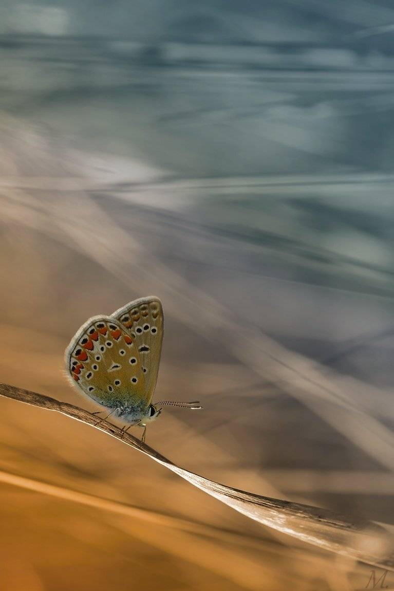 , Veronika A Jaroslav Mik&eacute;skovci