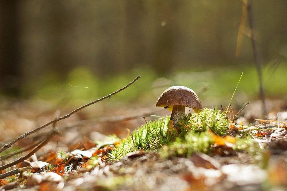 , Владислав.