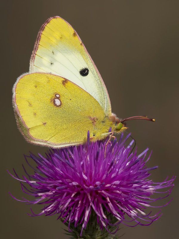 Желтушка луговая. фото превью
