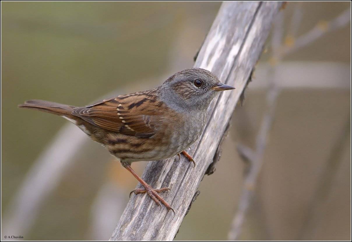 птица,завирушка,лесная, modularis, Александр Чувилин