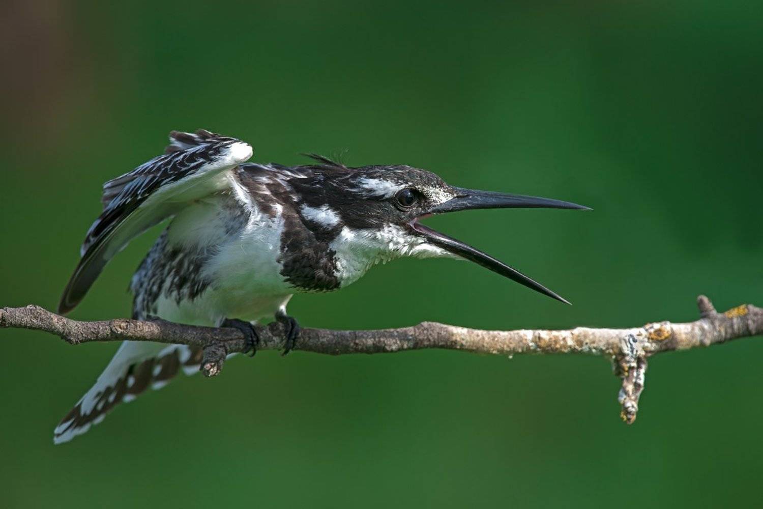 , Наум Пятов