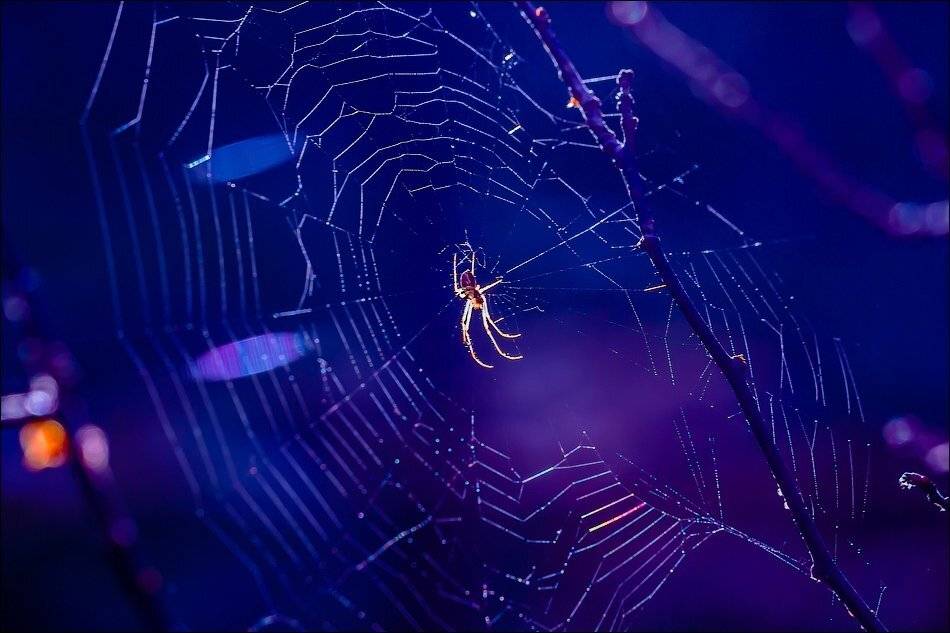 , Бурлов Андрей