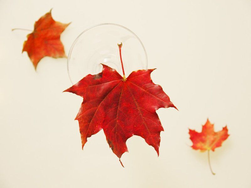 листья кружатся и падают фото превью