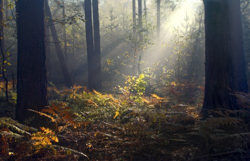 Утренние этюды