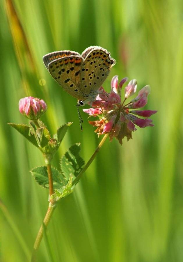 , Чепленко Алексей