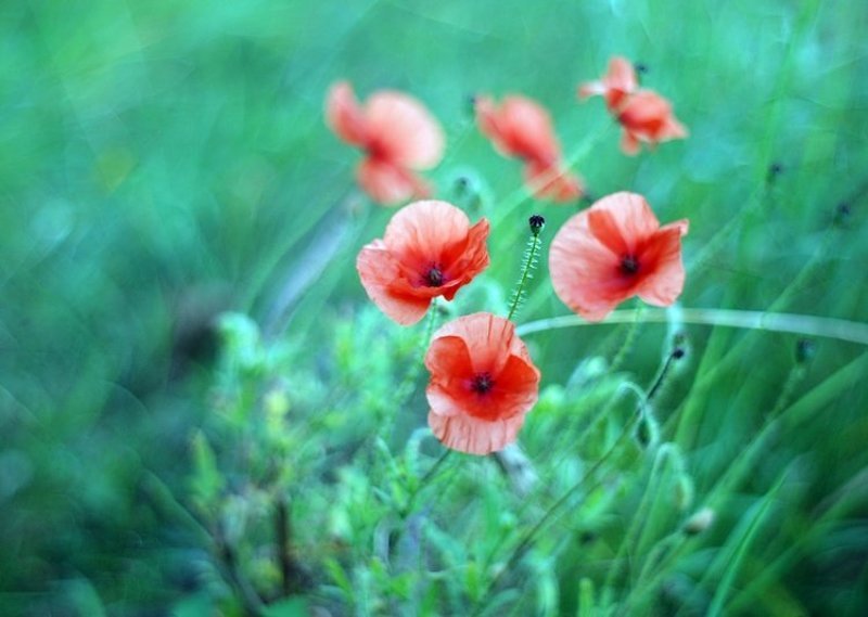 . фото превью