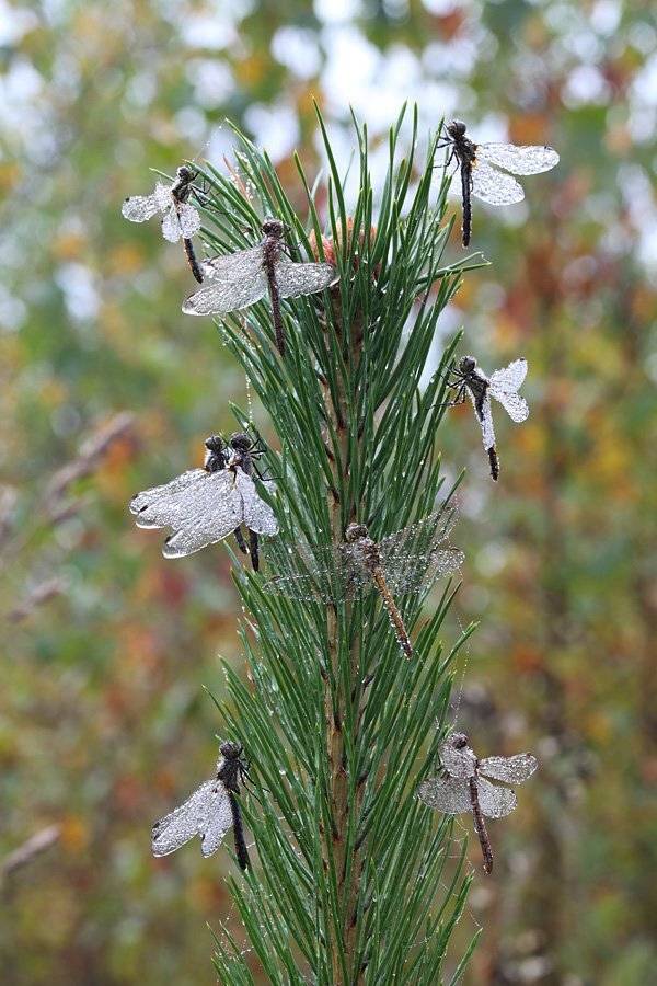 , Сергей Таланов