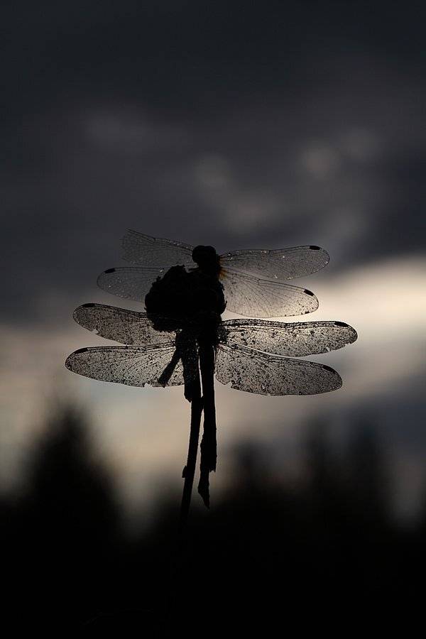 , Сергей Таланов