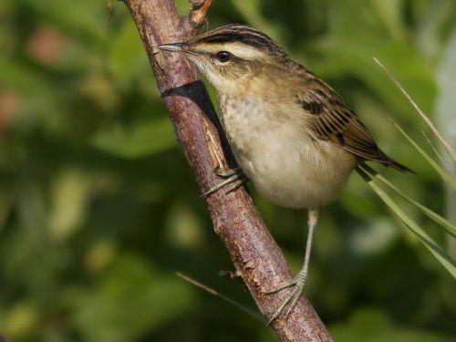 Камышевка-барсучок (Acrocephalus schoenobaenus) .