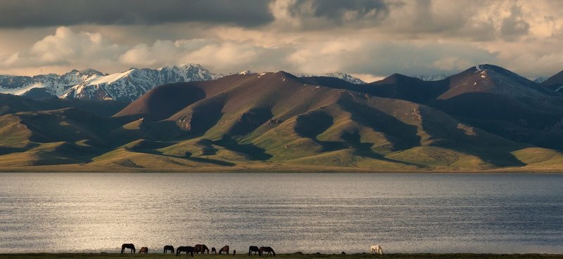 Белая вечерняя лошадь фото превью
