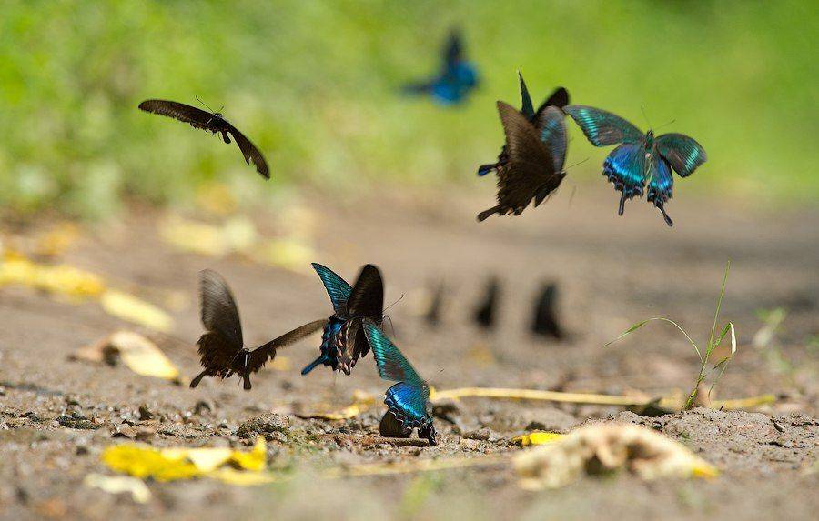 , Илья Гомыранов