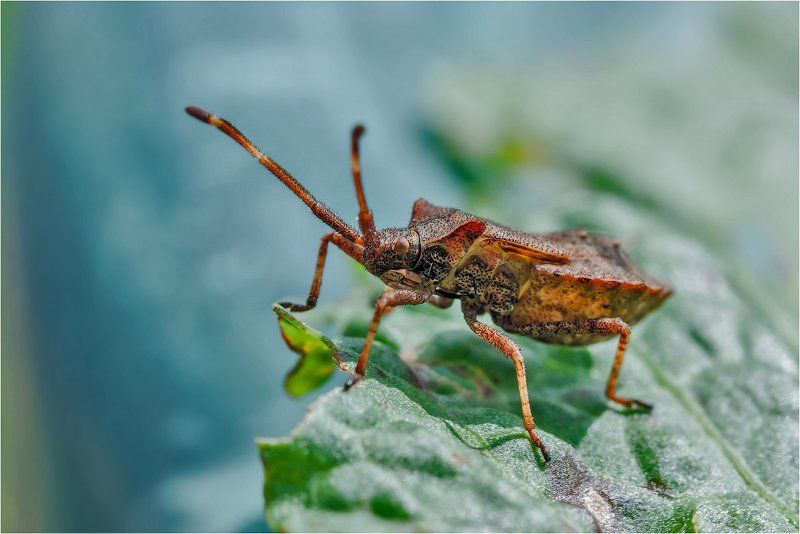 Краевик щавелевый (лат. Coreus marginatus) фото превью