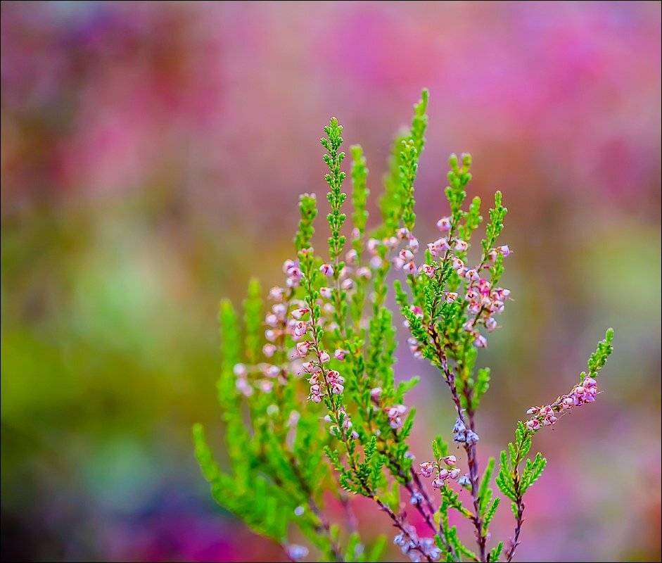 , Бурлов Андрей